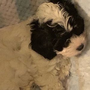 Meet your Posher, Danan